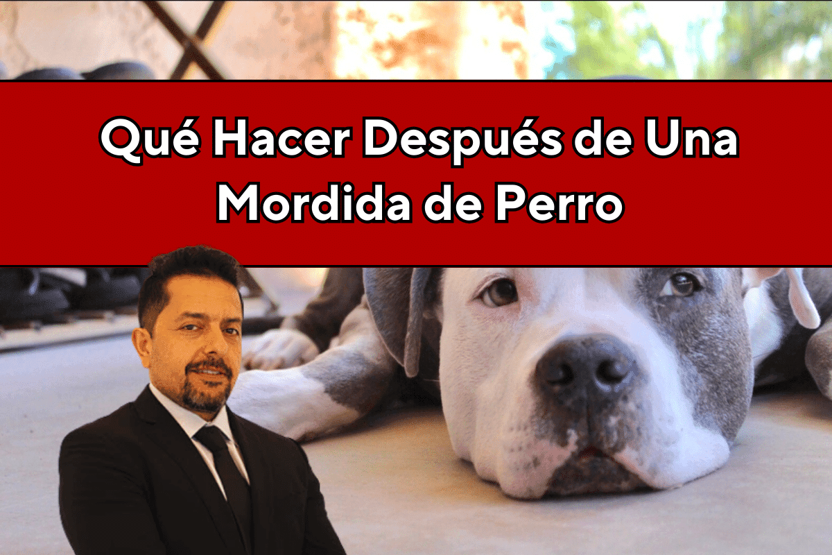 Qué Hacer Después de una Mordida de Perro en Kansas City y Wichita